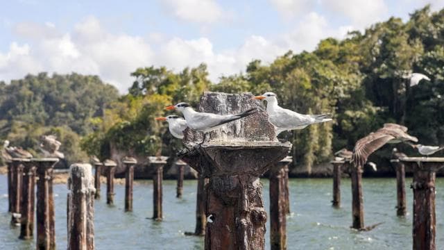 From Samana: Los Haitises Boat and Walking Tour with Lunch â Guided tour and outdoor activity