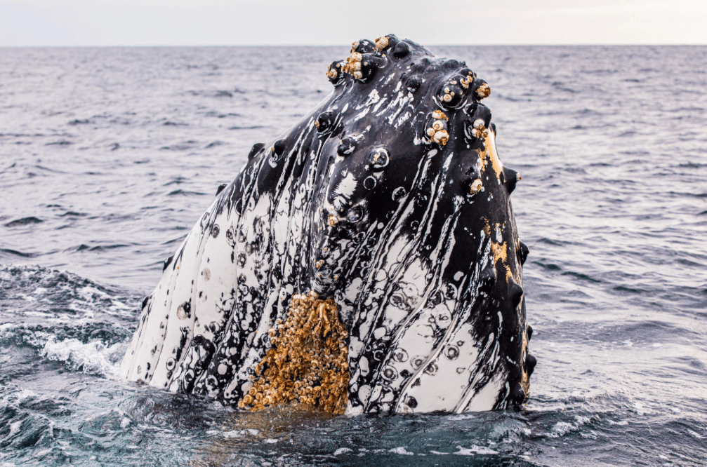 How to Read Humpback Whale Behavior in Samaná Bay