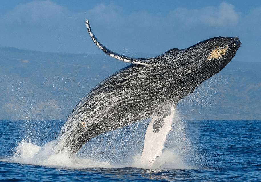 How to Prevent Seasickness on a Whale-Watching Boat in Samaná
