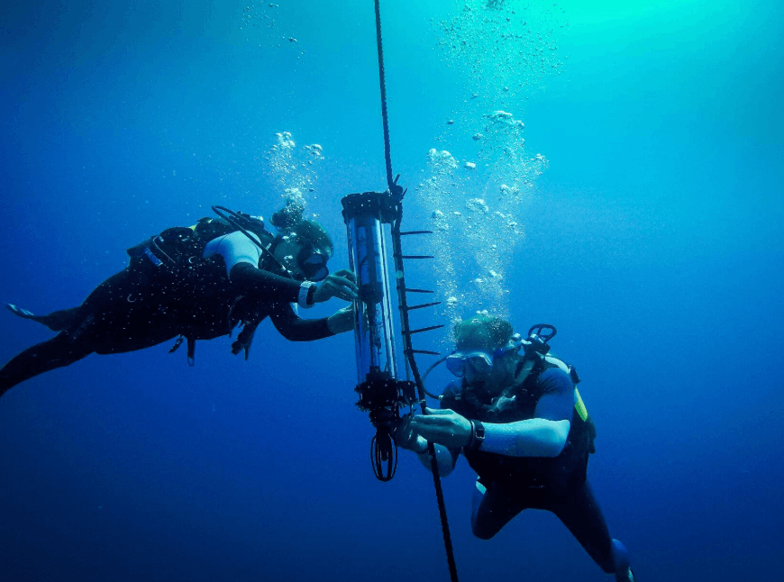 Where Do Humpback Whales Go After Samaná?