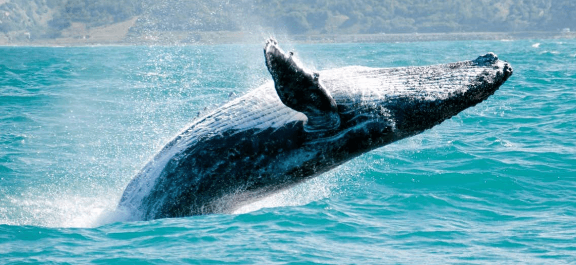 Whale Watching in Samaná: The Ultimate Visitor Guide
