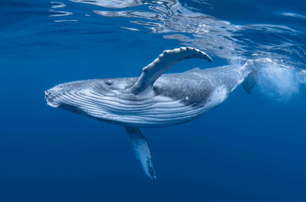 Why Does the Ocean Look Darker Near Whale-Watching Boats in Samaná Bay?