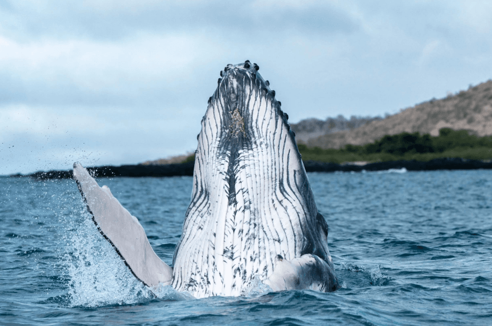 Why Humpback Whales Change Direction Underwater in Samaná Bay