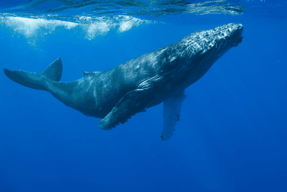 How Fast Can Humpback Whales Swim? Speed Guide